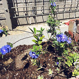 アメリカンブルー/花/お花のある暮らし/ナチュラル/手作り花壇...などのインテリア実例 - 2020-05-07 16:24:57
