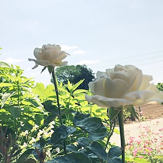 壁/天井/ガーデニング/花のある暮らし/花が好き/薔薇が好き♡のインテリア実例 - 2017-06-04 12:19:12