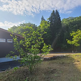 部屋全体/庭/グリーンのある暮らし/平屋暮らし/ガルバリウムの家...などのインテリア実例 - 2024-05-08 06:51:37