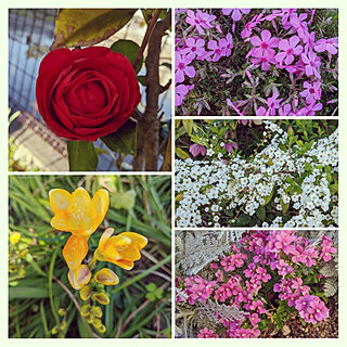 玄関/入り口/癒やし♡/植物のある暮らし/お花のある生活❁/みて頂きありがとうございます♡...などのインテリア実例 - 2020-03-21 07:43:37