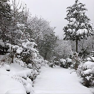 冬景色/雪景色/散歩/散歩道/植物が好き...などのインテリア実例 - 2021-01-10 22:31:15