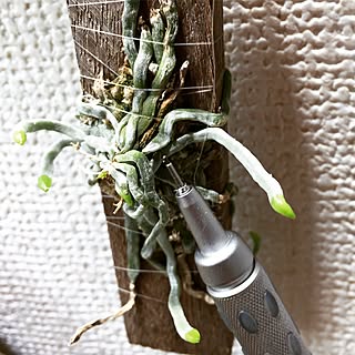 壁/天井/Orchids/s-Tillandsia/@s-tillandsia/NO GREEN NO LIFEのインテリア実例 - 2016-09-15 20:50:39