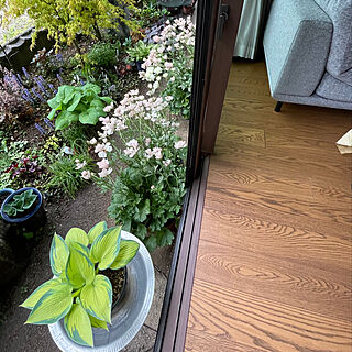 部屋から眺める庭/中と外/サッシ/春/植物のある暮らし...などのインテリア実例 - 2023-04-17 06:53:21