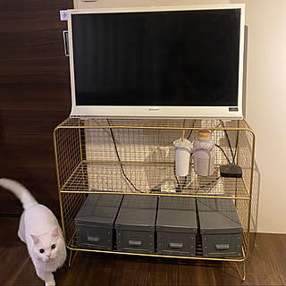 ねこのいる日常/ゴールドラック/テレビ台/一人暮らし/IKEA...などのインテリア実例 - 2020-04-17 05:08:57