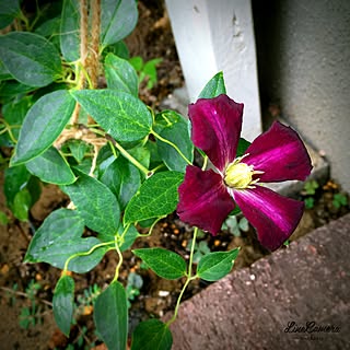 クレマチス ミケリテのインテリア実例 Roomclip ルームクリップ