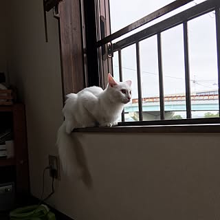 部屋全体/ねこのいる風景/ねこのいる日常/ねこと暮らす。/ねこ部...などのインテリア実例 - 2016-09-06 23:09:18