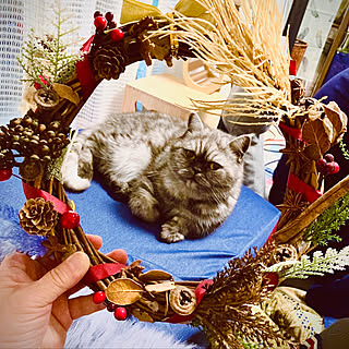 Xmasリース作り/クリスマス/猫が好き❤︎/猫と暮らす家/部屋全体のインテリア実例 - 2020-11-07 19:33:46