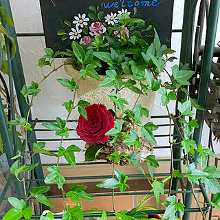 ばらの花/観葉植物に癒やされてます✮/緑と花と暮らす/観葉植物/いつも感謝してます♡...などのインテリア実例 - 2019-03-25 06:52:37