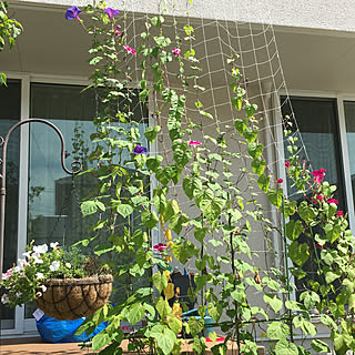 ウッドデッキ 朝顔のグリーンカーテンのおしゃれなアレンジ 飾り方のインテリア実例 Roomclip ルームクリップ