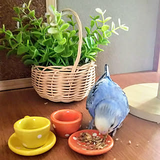 机/鳥のいる生活/インコと暮らす家/鳥の遊び場/セキセイインコのいる暮らし...などのインテリア実例 - 2021-09-11 17:28:00