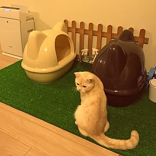 猫トイレ 猫のいる生活のおしゃれなアレンジ 飾り方のインテリア実例 Roomclip ルームクリップ