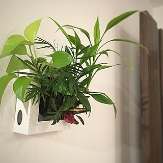 壁/天井/男前/無印良品/観葉植物のインテリア実例 - 2016-09-10 22:05:29