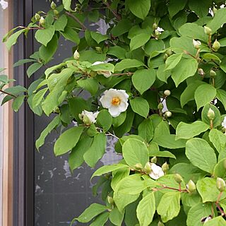 玄関/入り口/植物/ヒメシャラのインテリア実例 - 2013-06-21 15:29:34
