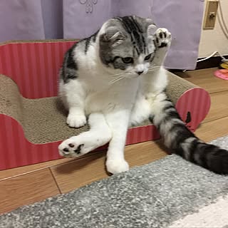 部屋全体/ねこと暮らす。/猫のいる生活/ねこのいる日常/猫ばかりですみません...などのインテリア実例 - 2017-03-29 18:06:32