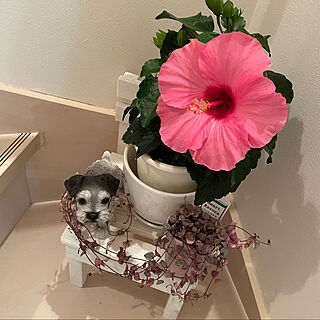 ピンク色のハイビスカス/見て下さってありがとう(*^-^*)/お花のある生活❁/リビング/犬の置き物...などのインテリア実例 - 2022-05-02 20:14:07