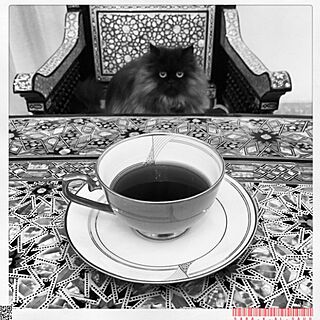 机/My Cat Mowgli/coffee/cupのインテリア実例 - 2015-02-08 12:27:35