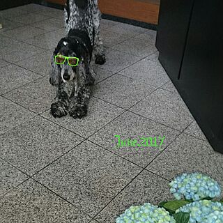 机/My Dog/さぁ～散歩行こうか！のインテリア実例 - 2017-06-29 16:34:10