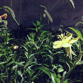 植物/夜景/黄色い花のインテリア実例 - 2013-07-05 21:18:28