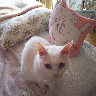 ベッド周り/猫と暮らす/猫で苦労する/猫とインテリア/白猫...などのインテリア実例 - 2017-05-19 16:13:05