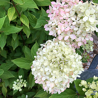 お家時間を楽しむ♪/平家の家/心地よい暮らし/はなのある暮らし/寄植え...などのインテリア実例 - 2021-08-22 15:54:14