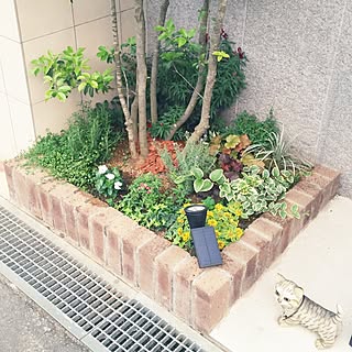 玄関/入り口/植物/日替わり投稿企画!木曜日/ソヨゴ/ユーフォルビア...などのインテリア実例 - 2017-06-08 22:05:21