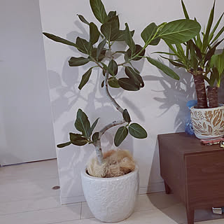 部屋全体/観葉植物/植木鉢カバー/植木鉢/みどりある生活...などのインテリア実例 - 2022-07-13 15:20:16