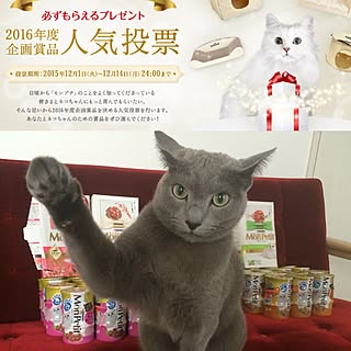 モンプチ/ねこ部/ねこが好き/ねこと共同生活。/ねこバカ...などのインテリア実例 - 2015-12-10 13:42:45