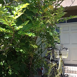玄関/入り口/庭/シマトネリコ/植木/自転車...などのインテリア実例 - 2014-05-17 11:19:22