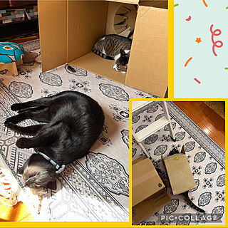 段ボールで寝る猫/黒猫ミースケ/ねこのいる風景/白キジのん/リビング...などのインテリア実例 - 2022-03-30 21:02:16