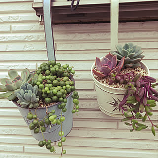 多肉植物はまってます/多肉植物/多肉寄せ植え/多肉植物のある暮らし/ベッド周りのインテリア実例 - 2020-07-24 20:43:27