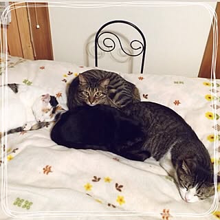 ベッド周り/猫/ナチュラル/ねこのいる日常のインテリア実例 - 2016-01-19 23:39:12