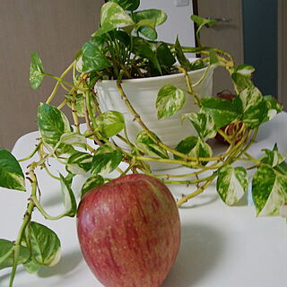 カフェ風/観葉植物/赤いリンゴ/キッチンのインテリア実例 - 2019-03-11 12:43:34