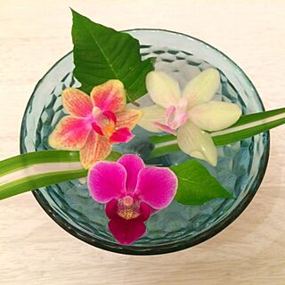 棚/今日も1日お疲れ様でした(´◡͐`)♪/蘭の花/お花大好き♡/フローティングフラワーのインテリア実例 - 2016-04-28 18:58:35