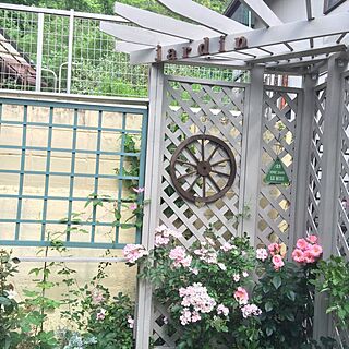 玄関/入り口/植物/花/ガーデニング/薔薇...などのインテリア実例 - 2016-05-24 20:27:42