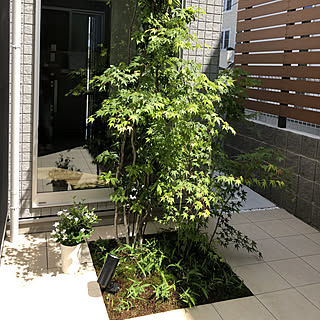 セイロンライティア/新築一戸建て/新居生活/植物のある暮らし/中庭...などのインテリア実例 - 2018-05-12 13:59:30