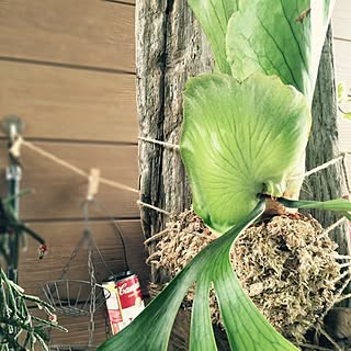 キッチン/コロナリウム/やっと終わる。/幽霊部員復活。/地獄の夏休み...などのインテリア実例 - 2016-08-30 11:38:05