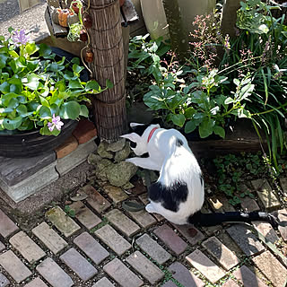 サンジソウ/水生植物/ホテイアオイ/休日の過ごし方/首輪とリード...などのインテリア実例 - 2022-10-01 22:07:36