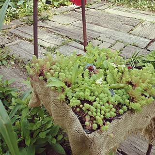 棚/我が家ではありません。/雑貨/観葉植物/多肉植物...などのインテリア実例 - 2014-05-26 11:15:52