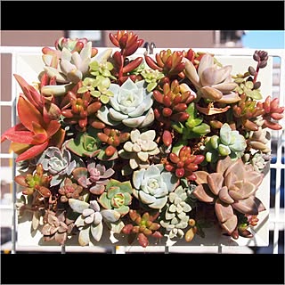 机/多肉の寄せ植え/べらんだGarden。/succulent plants/タブロー...などのインテリア実例 - 2016-11-26 21:37:51