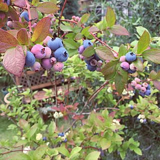 玄関/入り口/いつもありがとうございますʕ•ᴥ•ʔ/my garden/my garden˚✧₊⁎/鉢植え...などのインテリア実例 - 2018-06-15 17:40:50