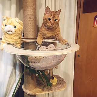 キャットタワー/猫と暮らす/植物のある暮らし/いいね、フォロー本当に感謝デス☺︎/無言フォロー＆いいねすいません...などのインテリア実例 - 2023-05-14 09:56:54