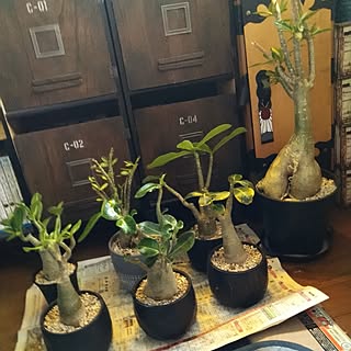 リビング/観葉植物のある暮らし/植物/癒し/賃貸...などのインテリア実例 - 2023-07-13 10:53:48