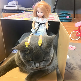 ベッド周り/猫バス/ねこのいる日常/ねこばかりですいません/ねこ部屋...などのインテリア実例 - 2018-01-04 00:00:59