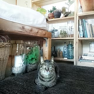 植物/ねこ/ねこ部/DIY/セルフリノベーション...などのインテリア実例 - 2017-03-01 07:24:56