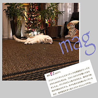 mag掲載/アジアン/ねこと暮らす/エスニック/壁/天井のインテリア実例 - 2021-09-07 14:30:34