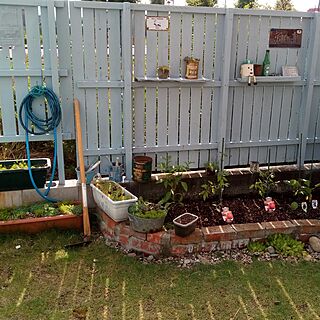 花壇 手作り/芝/板塀DIY!!/トマトのインテリア実例 - 2017-06-09 17:00:07
