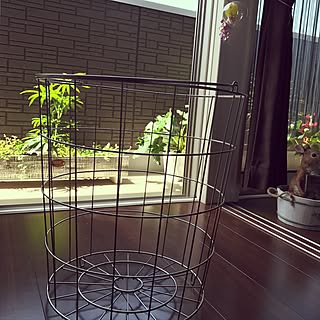 観葉植物/ガーデニング/ナチュラル/IKEA/ニトリ...などのインテリア実例 - 2017-05-02 21:08:55