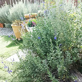 庭 カラミンサのおしゃれなインテリアコーディネート レイアウトの実例 Roomclip ルームクリップ 庭 カラミンサのおしゃれなインテリアコーディネート レイアウトの実例 Roomclip ルームクリップ