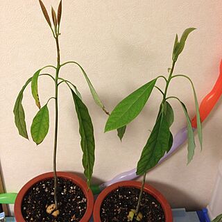 植物/アボカドのインテリア実例 - 2013-03-26 23:18:14