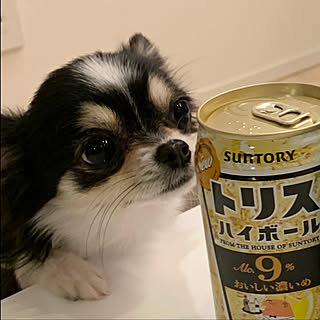 家飲み/ハイボール/チワワ/コーヒーテーブル/犬...などのインテリア実例 - 2020-04-16 21:25:20